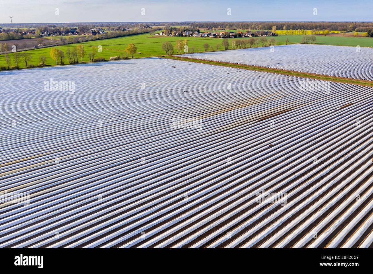 Asparagus fields near village Bröckel, rows covered with plastic foil, Lower Saxony, Germany Stock Photo