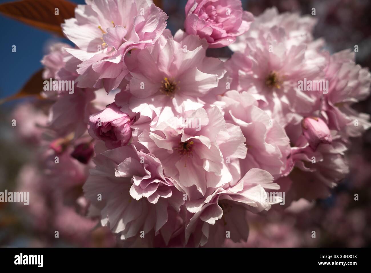 Cherry Blossom Close Up, Cherry Blossom Flowers Stock Photo Alamy