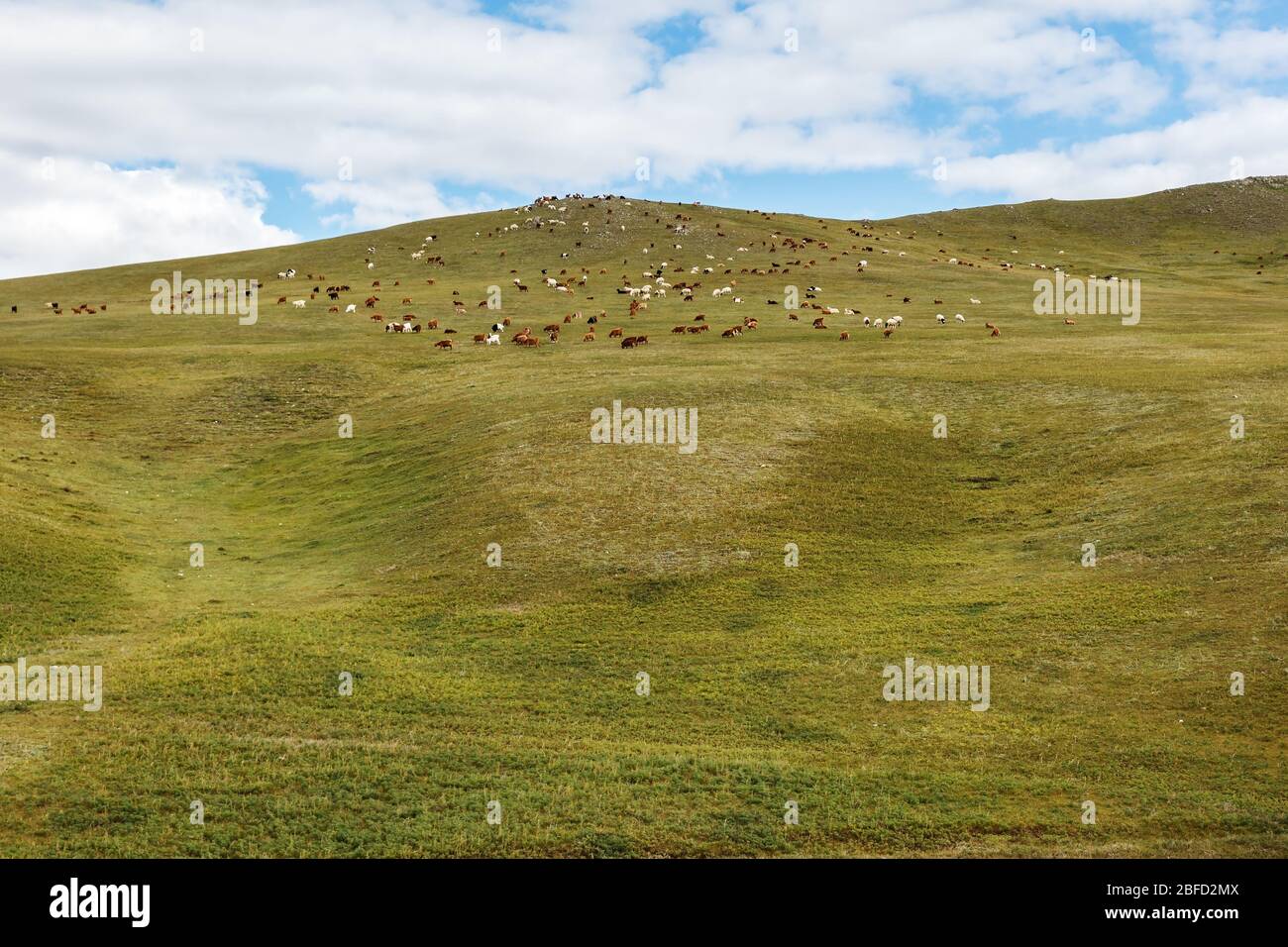 flock of sheep and goats on a pasture in Mongolia Stock Photo - Alamy