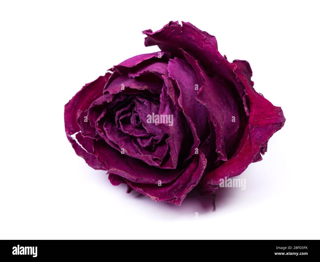 Dried rose bud isolated on white background Stock Photo Alamy