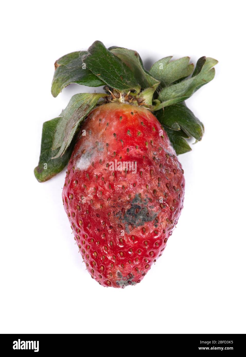 Moldy strawberry isolated on white hi-res stock photography and images ...