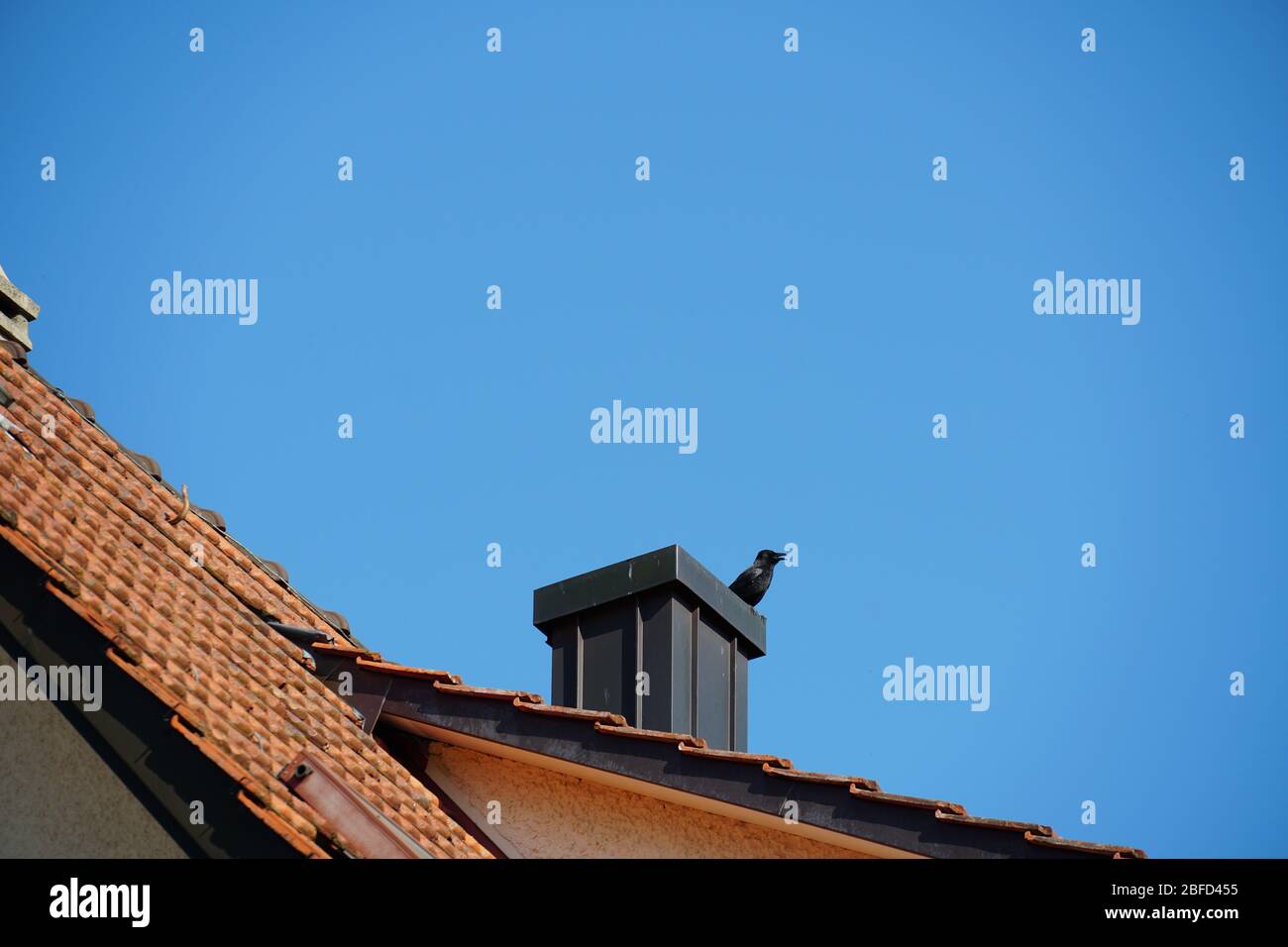 a raven in profile sitting on a chimney on a red clay tile roof on a clear spring day, with blue sky in the background in Urdorf, Switzerland Stock Photo