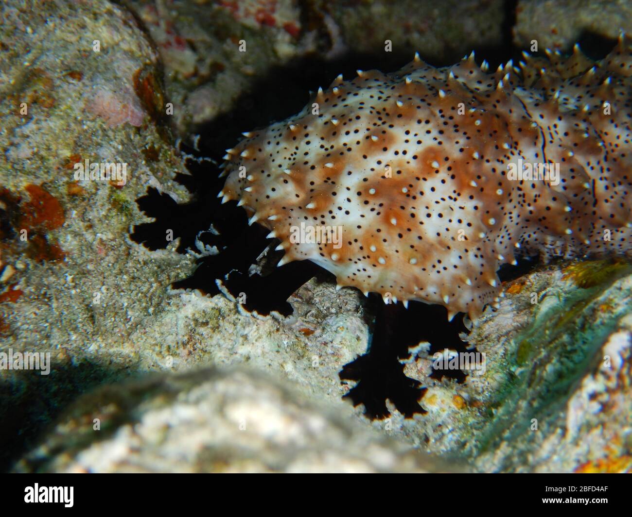 Sea cucumber are echinoderms from the class Holothuroidea Stock Photo
