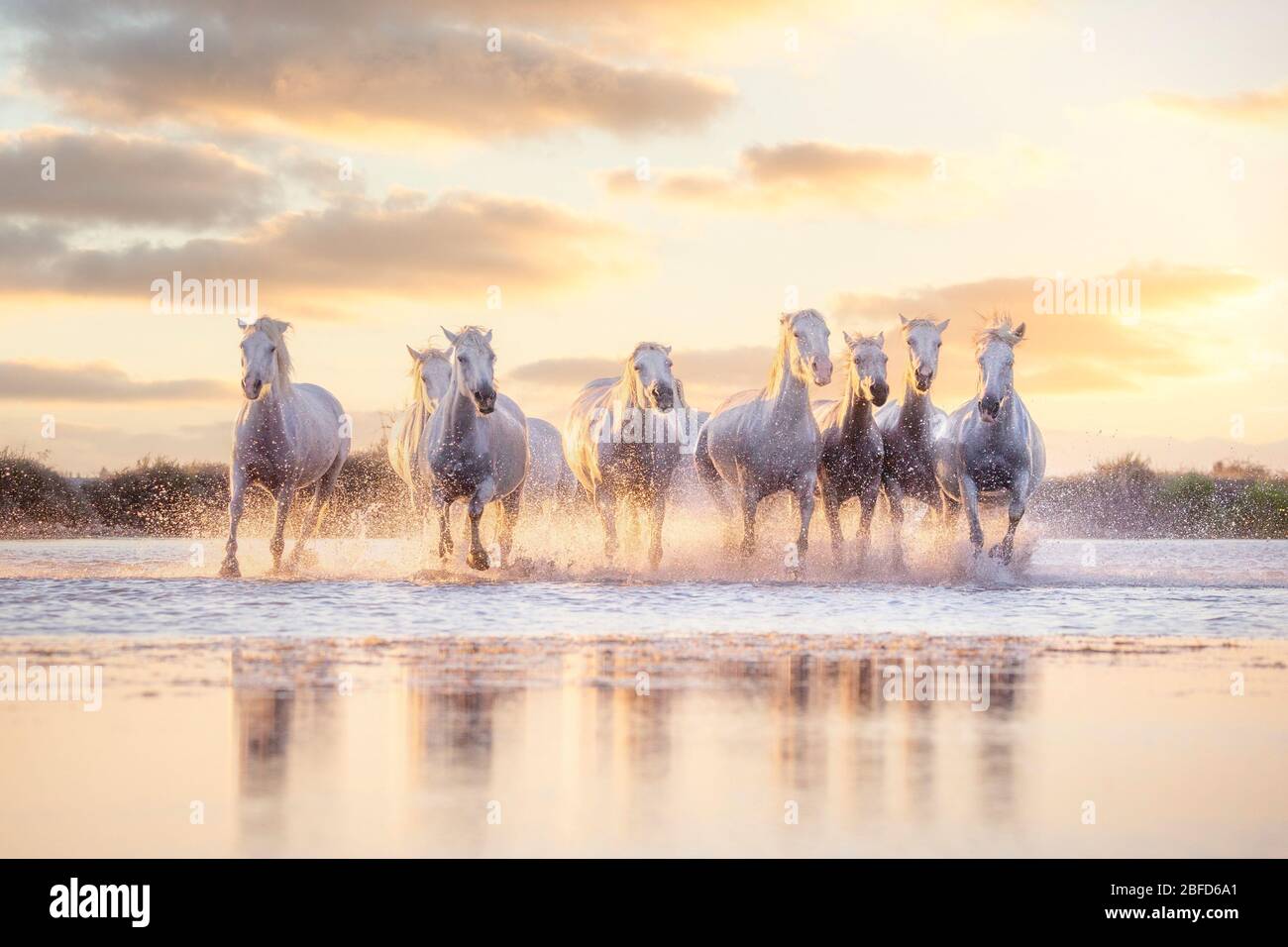 Wild white horses of Camargue running on water at sunset. Southern France  Stock Photo - Alamy