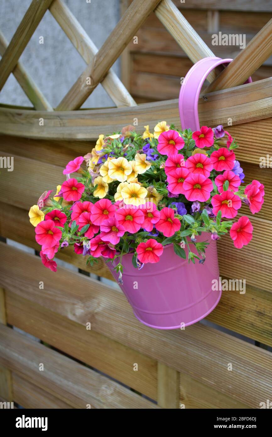 Pink, yellow and purple primroses in a pink metal bucket hanging on a  woooden fence in a home garden. The Latin name for primrose is primula  Stock Photo - Alamy