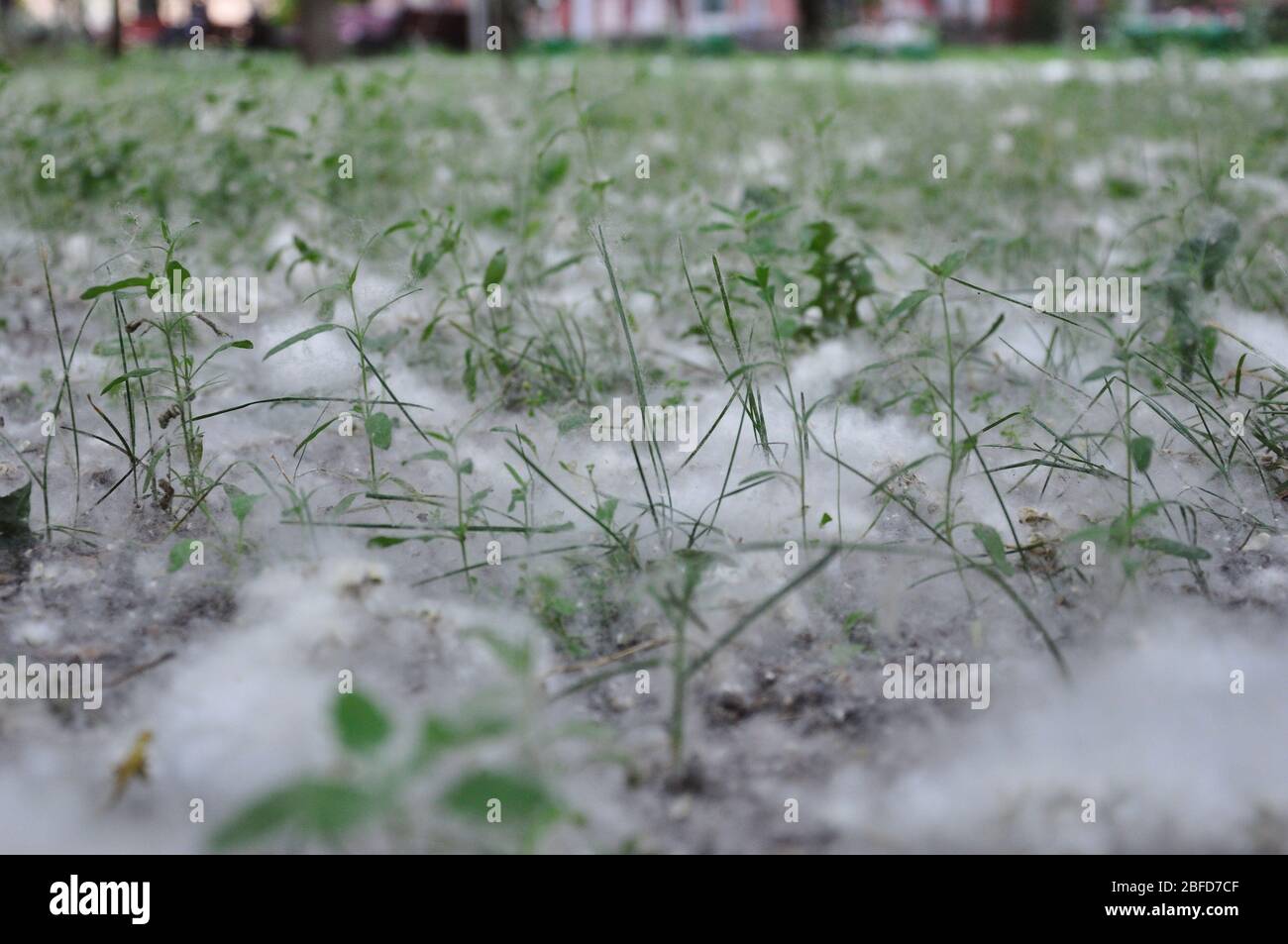 Poplar fluff on the grass in a park. Stock Photo