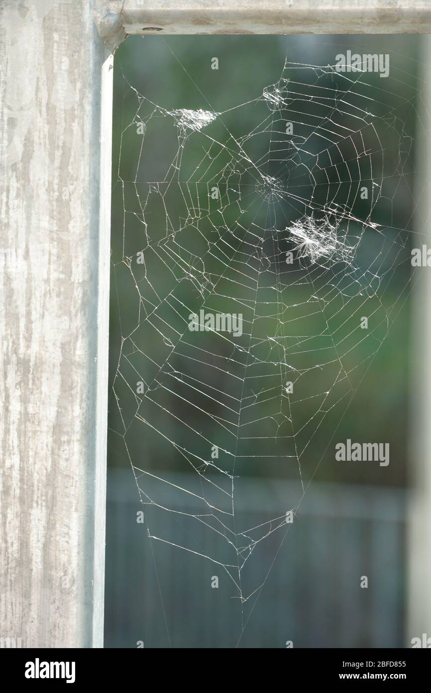 Spider web or cobweb in detail or close up, with an irregular shape and an irregular structure, without spider and without insects trapped in it. Blur Stock Photo