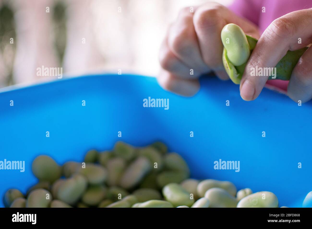 White broad beans in hand hires stock photography and images Alamy