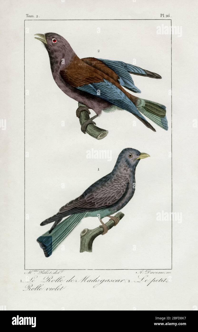 Cuckoo roller and small purple roller. Original 1830 coloured engraving.  Created from a drawing by Madame C. Pillot for the 'Oeuvres complètes de  Buffon, augmentées par M.F. Cuvier', published in 29 volumes