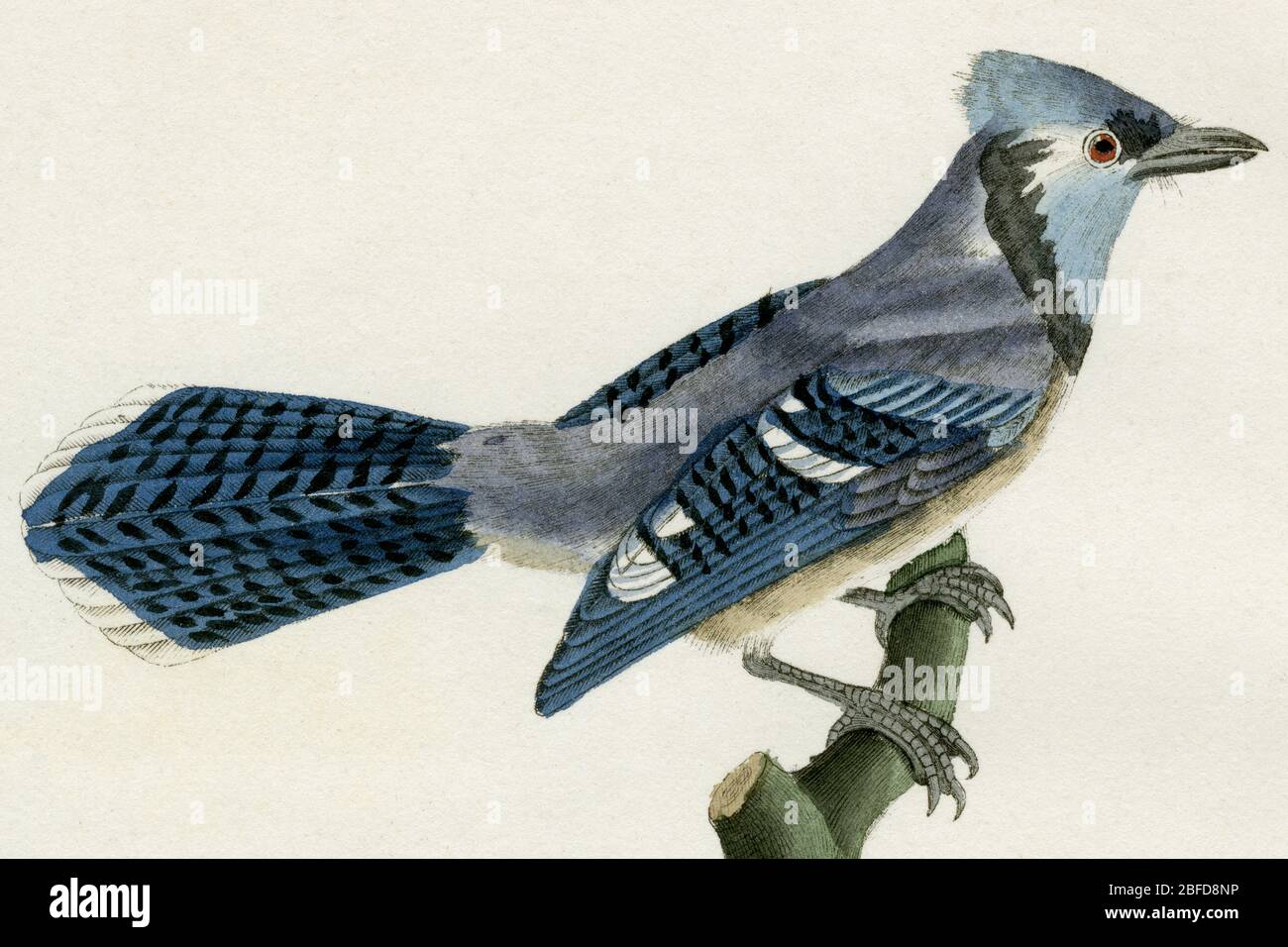 Crested blue jay (Cyanocitta cristata).  Detail of an engraving created in the 1800s for the “Oeuvres complètes de Buffon, augmentées par M.F. Cuvier”, published in 29 volumes from 1829 to 1832.  This “Complete works” brought the previous century's influential writings by Georges-Louis Leclerc, Comte de Buffon (1707-1788), on natural history to new generations.  The engraving in this image was created from a drawing by Madame C. Pillot, wife of Paris-based publisher of the “Complete Works”, F D Pillot. Stock Photo