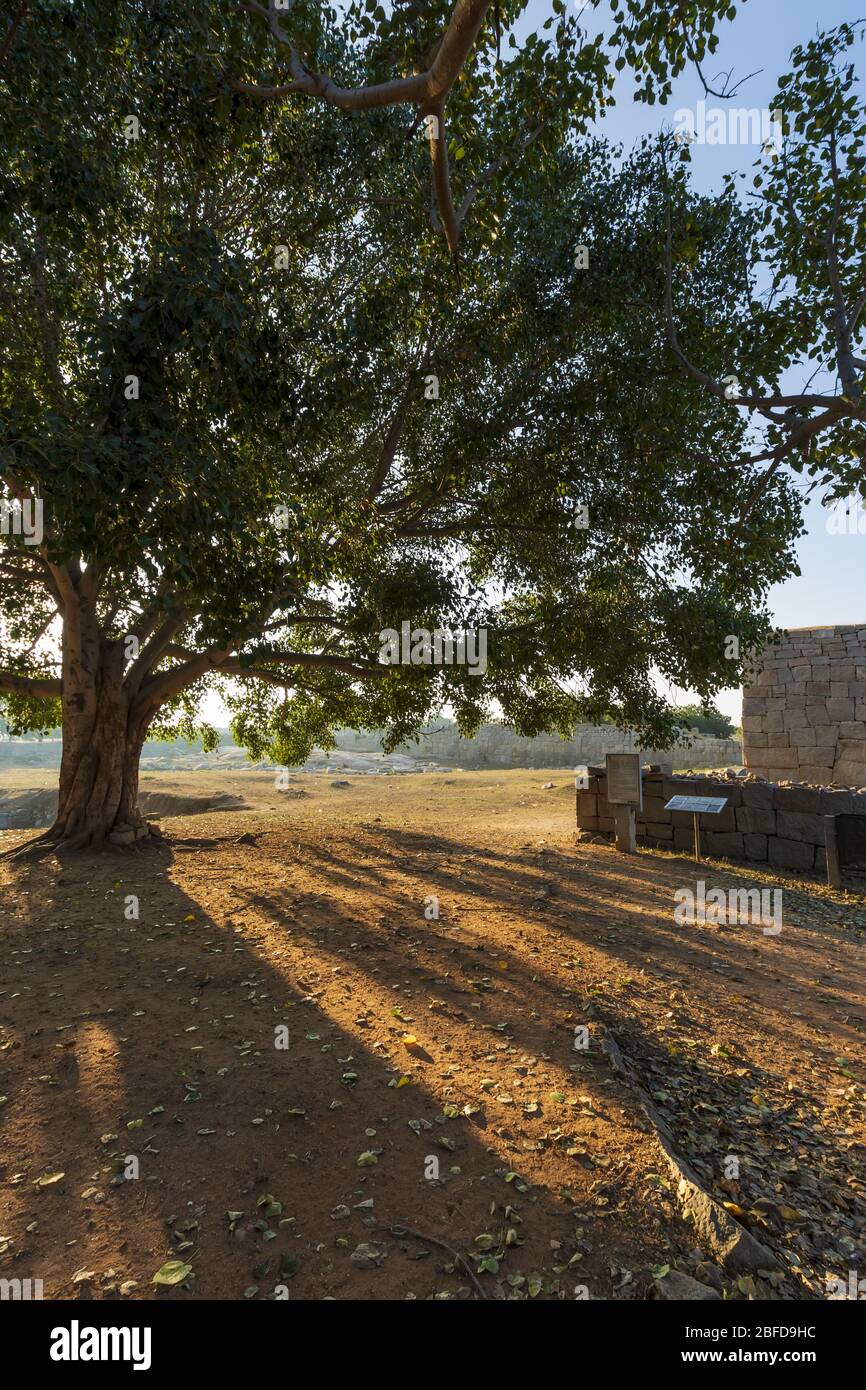 Ancient civilization in Hampi. India, State Karnataka. Old Hindu temples and ruins. Tree on foreground. Stock Photo