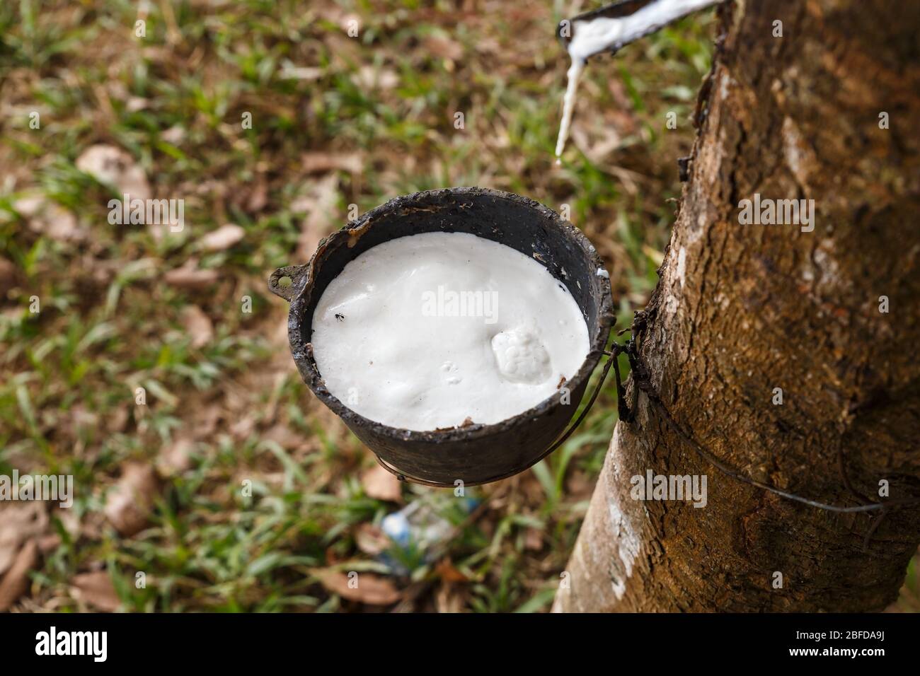 Rubber tree and cup. Harvesting natural rubber in Laos. Extraction of latex from a tree, for use in rubber production. Stock Photo