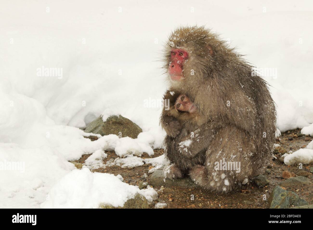 Snow monkey in Japan Stock Photo