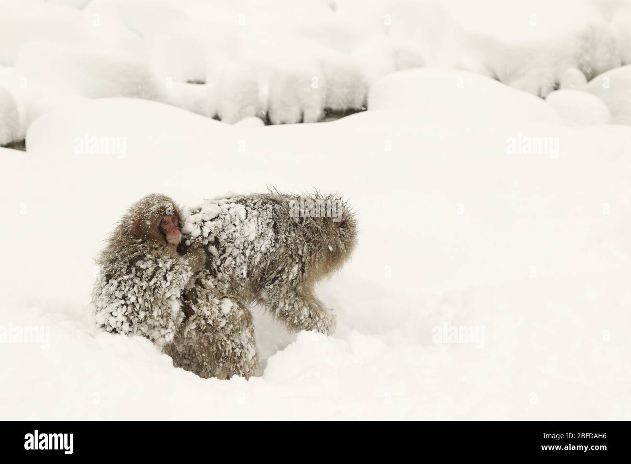 Snow monkey in Japan Stock Photo