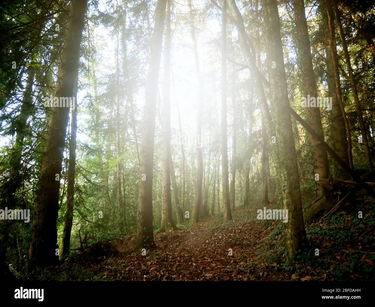 Enchanted forest crossed by the sun's rays Stock Photo