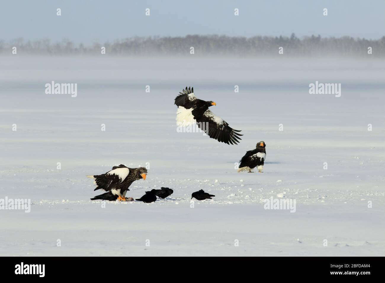 Steller's sea eagle in Hokkaido Frozen lake Stock Photo