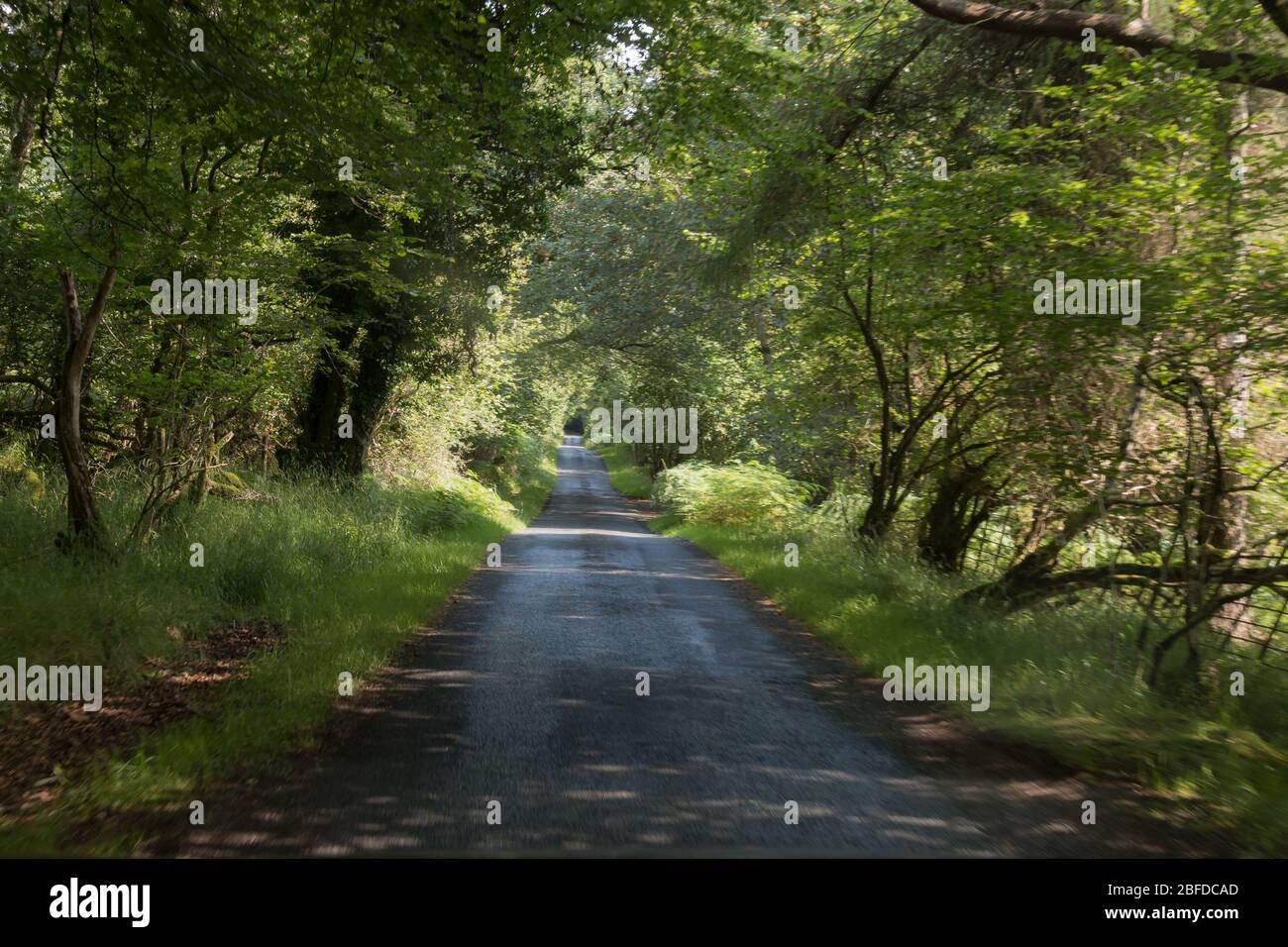 Small single lane road encompassed by trees on Isle of Islay in Scotland. Stock Photo