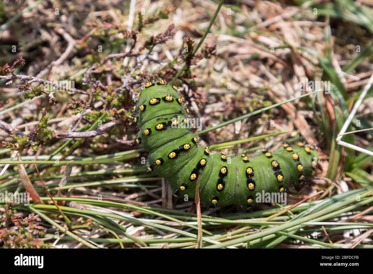 Bright green caterpillar on the hiking trail to the summit of Beinn Bheigeir, the highest point on Isle of Islay in Scotland. Stock Photo
