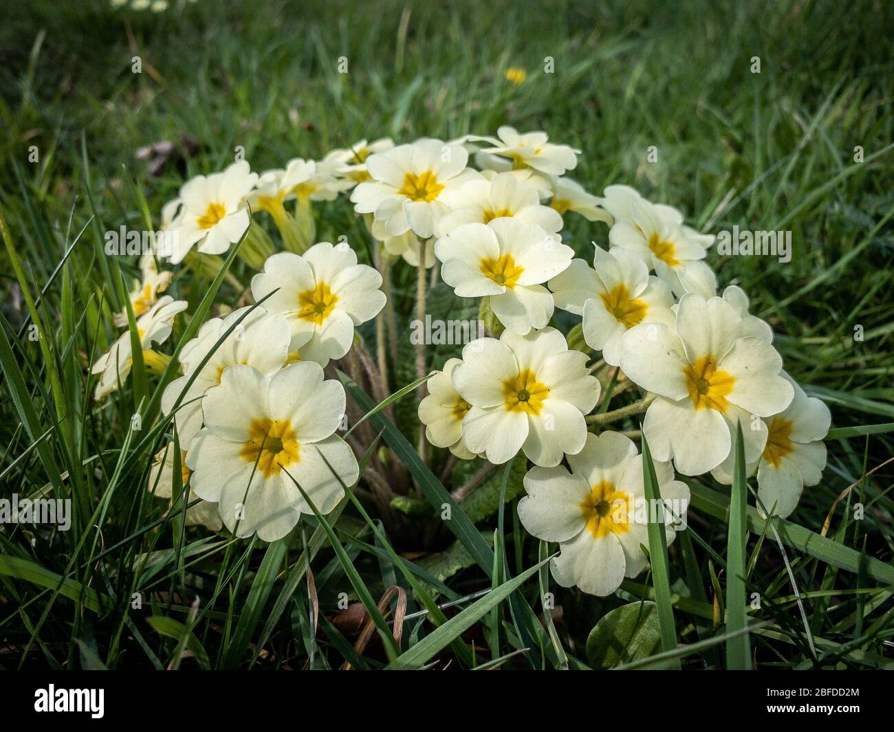 A small but beautiful collection of Primrose flowers in tall, long grass. Stock Photo