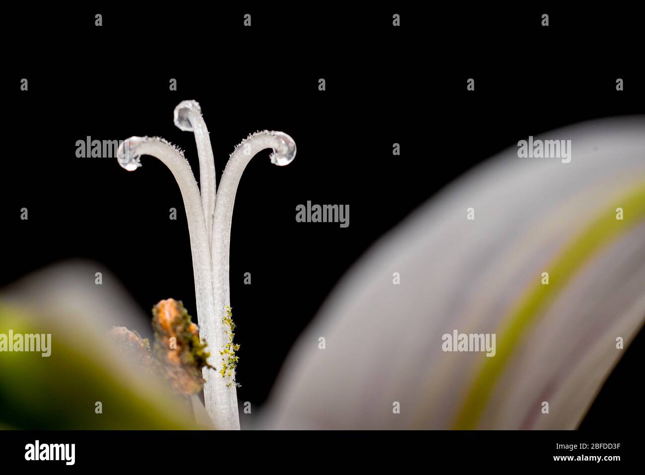 Stigmatic Lobes on a Peruvian Lily (Alstroemeria Aurantiaca). Stock Photo
