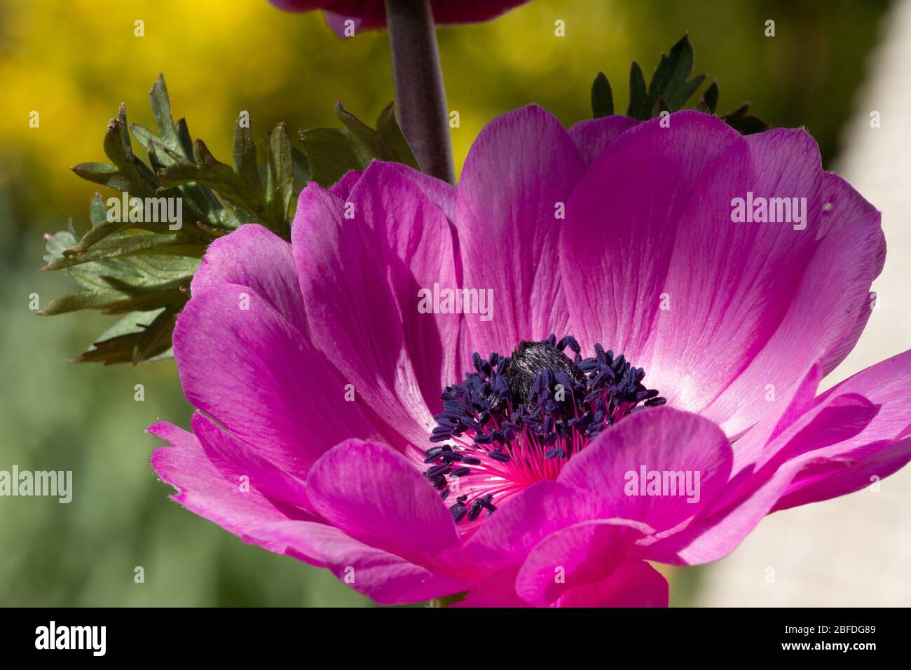 Close-up of a purple anemone with a blurry background background in yellow and green Stock Photo