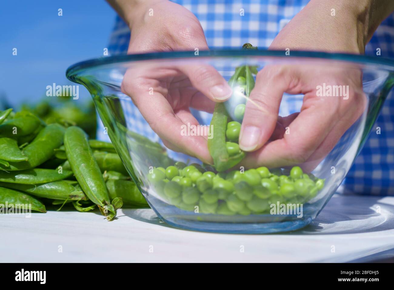 Woman with apron shells peas inside a glass bowl outdoors with strong sunlight in the greenery and blue skies Stock Photo