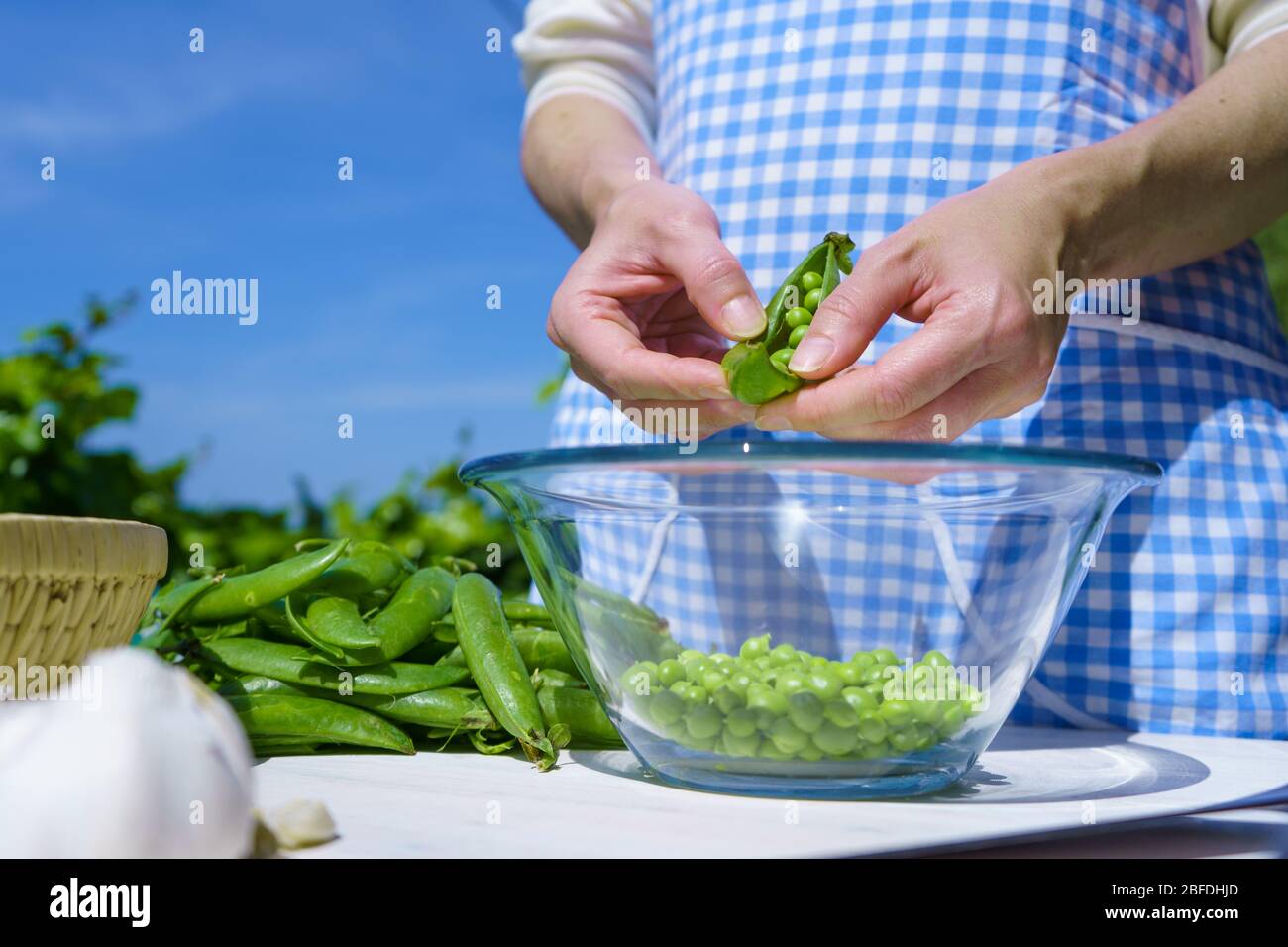 Woman with apron shells peas inside a glass bowl outdoors with strong sunlight in the greenery and blue skies Stock Photo