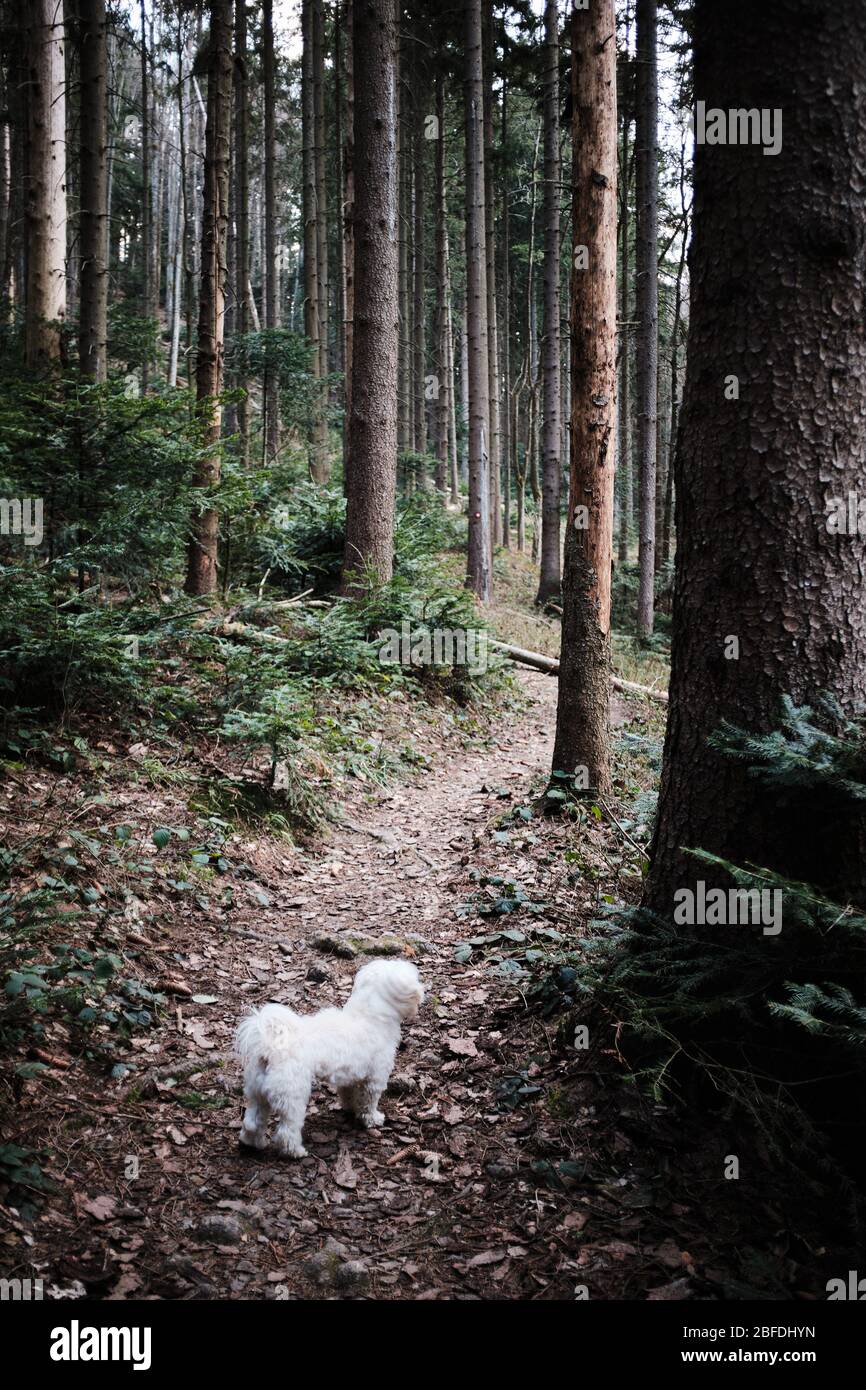 Small white maltese dog going for a walk in the woods. Stock Photo