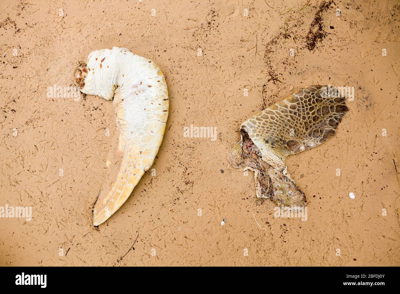 Discarded turtle fins on the beach near Nouadhibou, Mauritania. Stock Photo