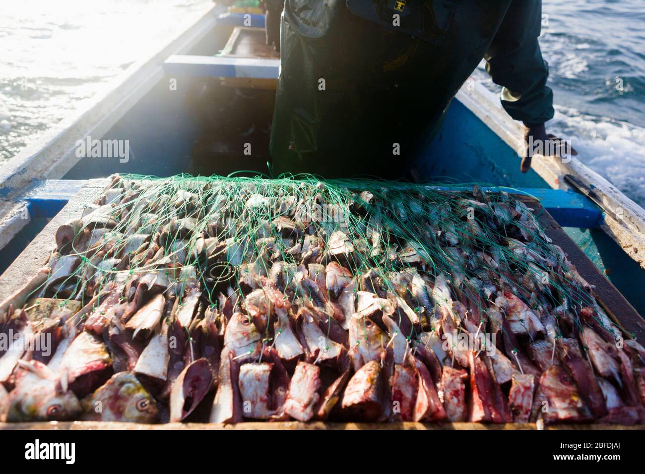 Baited sardines arranged for long day of line-fishing off the coast of Nouakchott, Mauritania. Stock Photo
