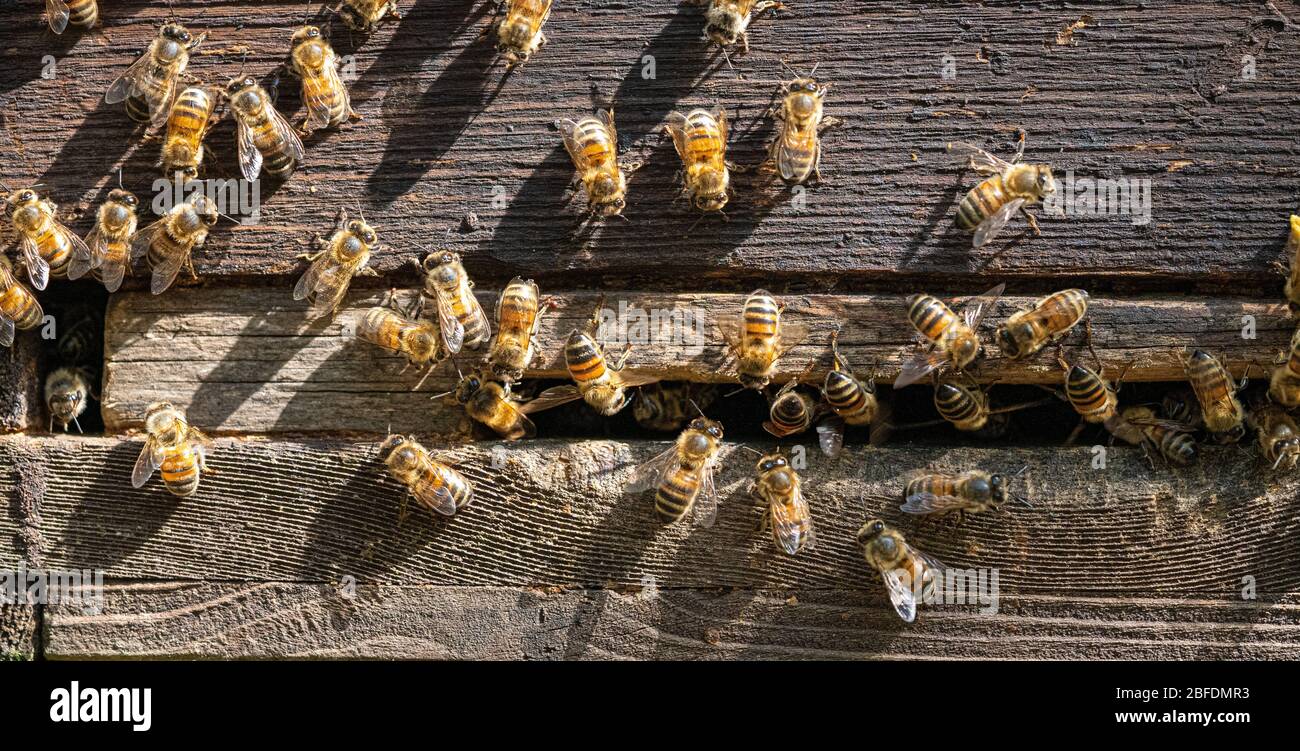Close up wild hive hi-res stock photography and images - Alamy