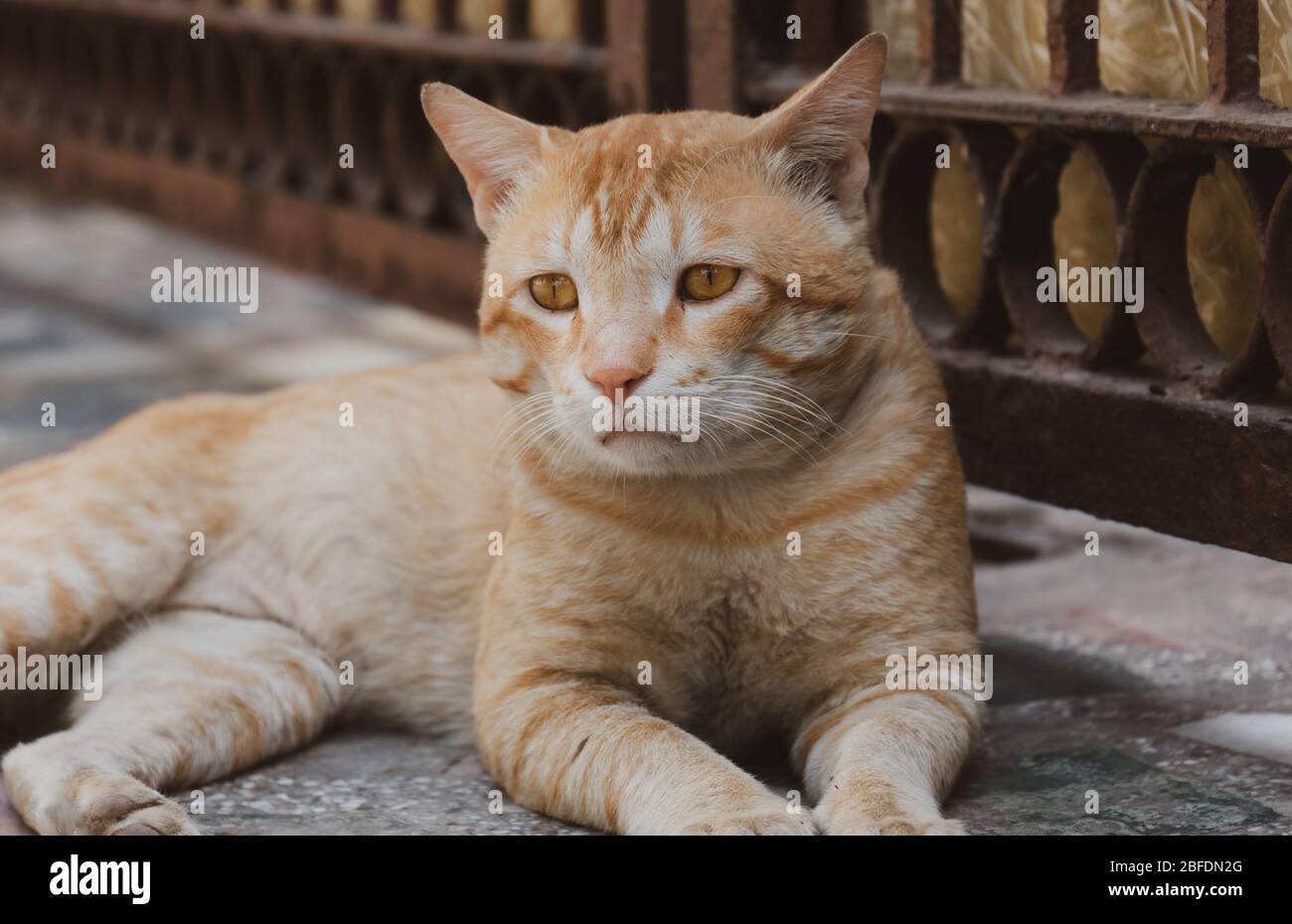 Portrait of Indian Cat Stock Photo Alamy