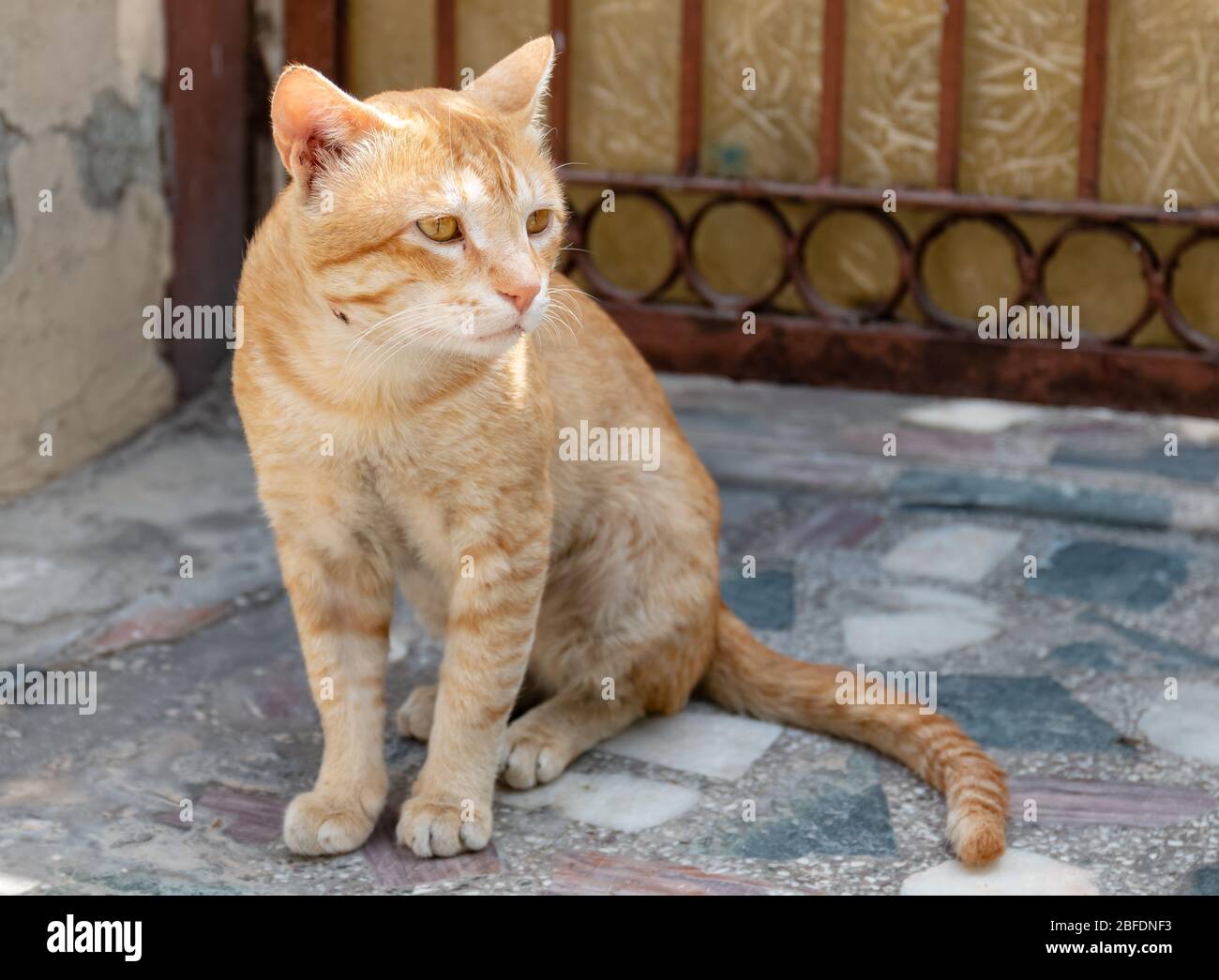 Portrait of Indian Cat Stock Photo Alamy