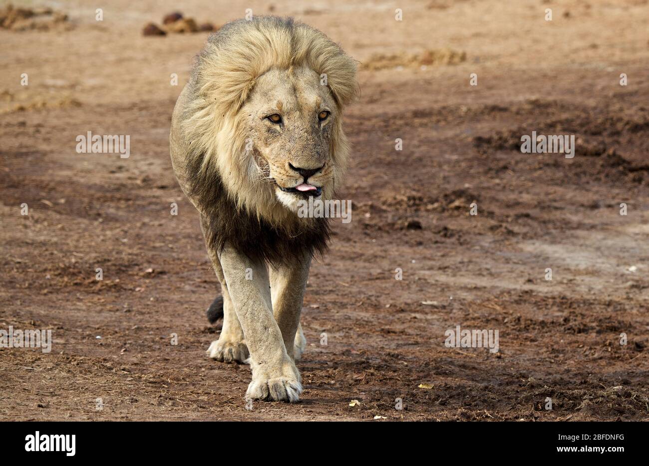 Male lion walking water hi-res stock photography and images - Alamy
