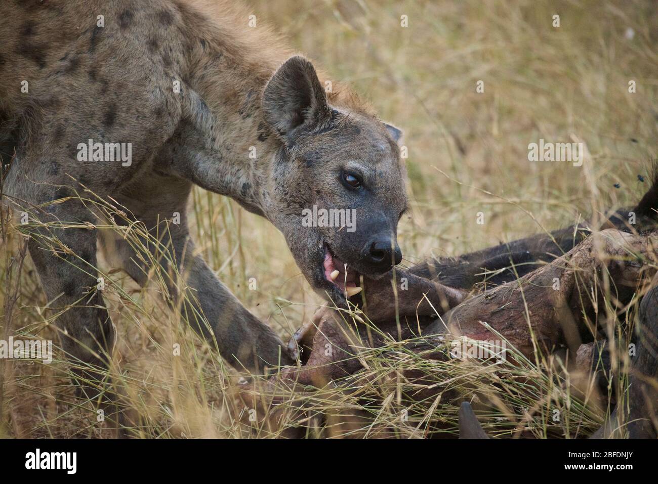 Spotted hyena teeth hi-res stock photography and images - Alamy