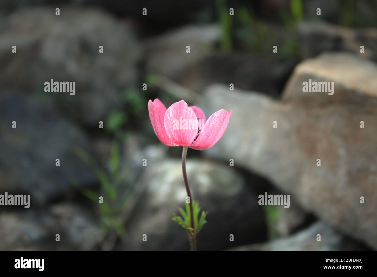 Linum grandiflorum rubrum flower close up shoot. Stock Photo