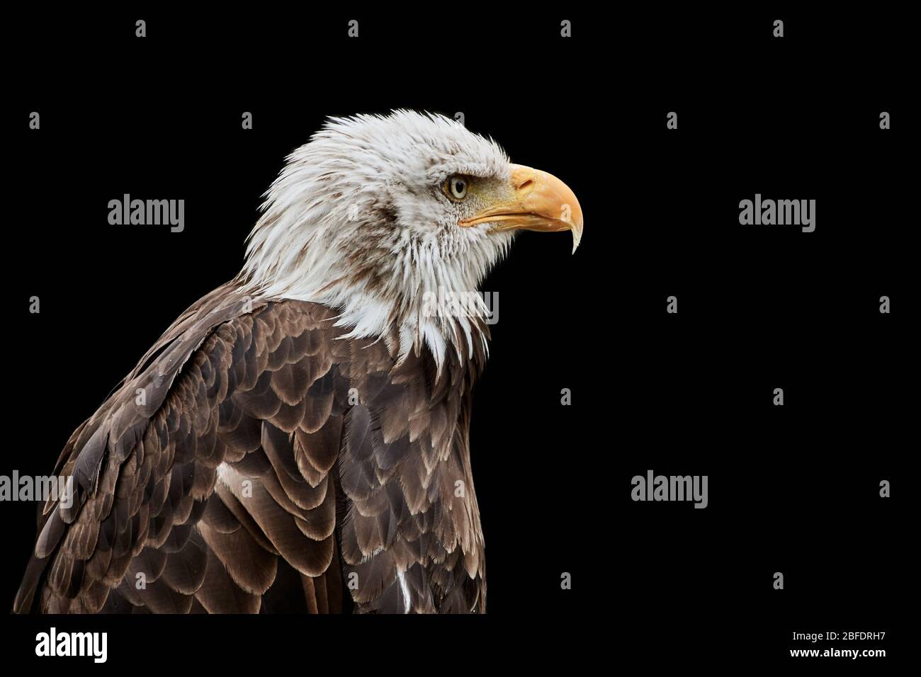 Close-up of a Bald eagle (Haliaeetus leucocephalus) isolated on black background Stock Photo