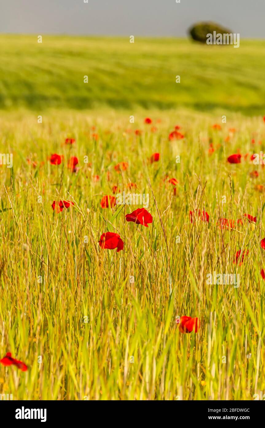 Wheat fields, Aragon, Spain Stock Photo