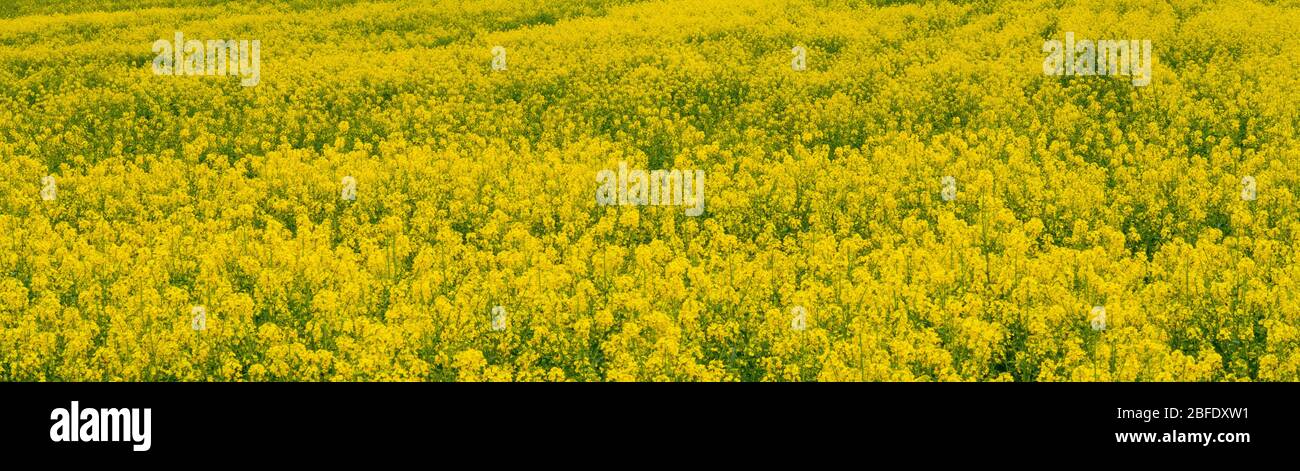 Field yellow seed oil hi-res stock photography and images - Alamy