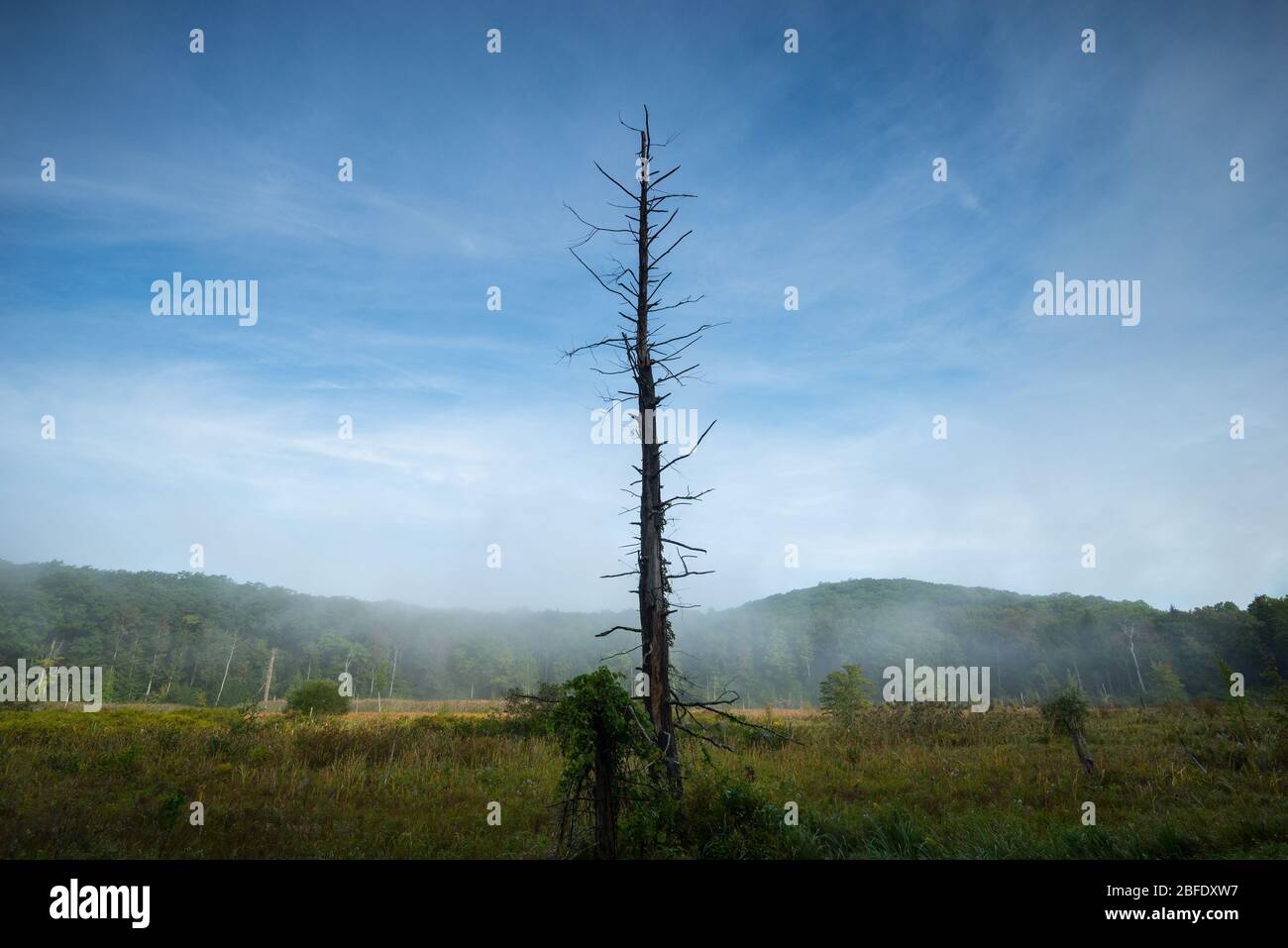 A lone dead snag stands tall amidst fog-laden wetlands in Connecticut's Great Mountain Forest (Norfolk, Connecticut). Stock Photo