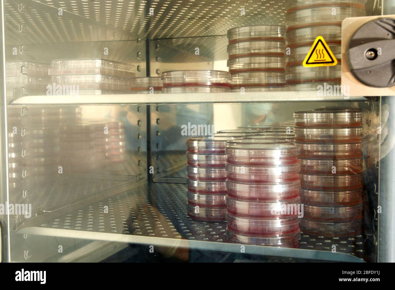 A batch of induced puripotent stem cells are cooled down after incubation for 8 days at 37 degrees centigrade before being deep frozen in liquid nitog Stock Photo