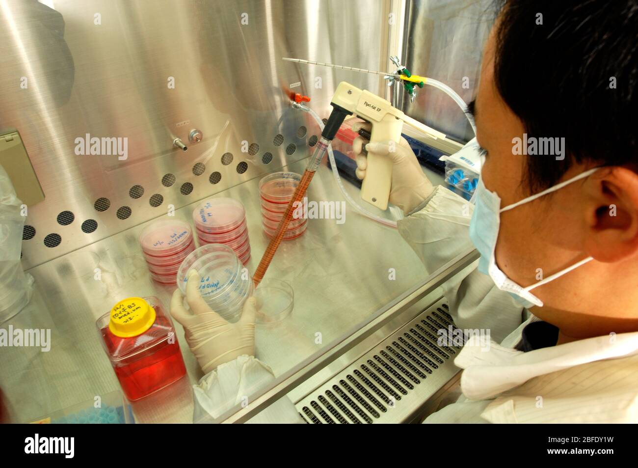 A technician in a germ-free laboratory using an electronic pipette to transfer fibroblast cells into petri dishes before they are placed into an incub Stock Photo