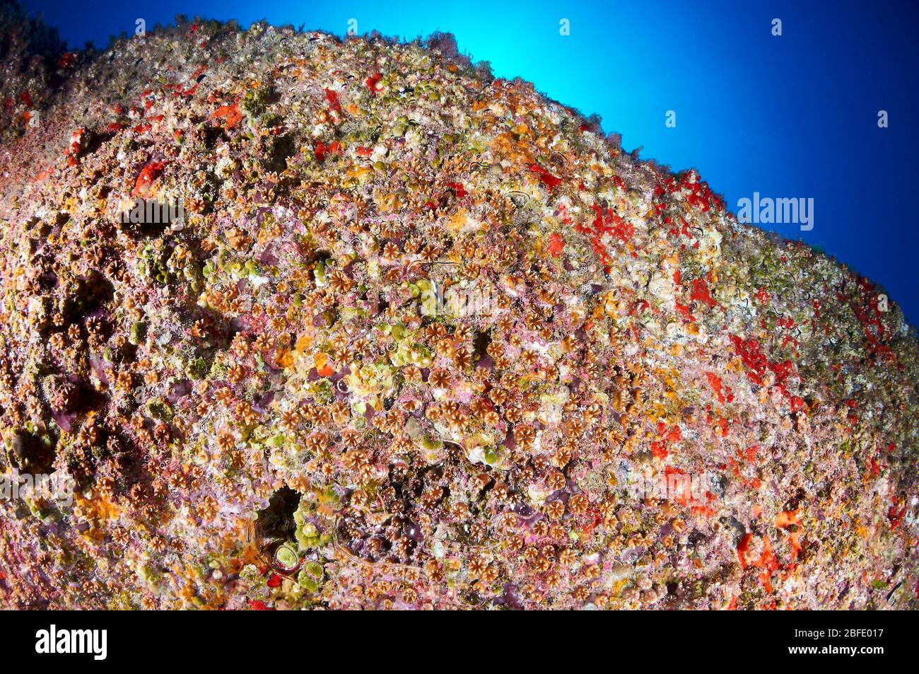 Stony coral Polycyathus muellerae colony and encrusting marine life in an overhang in Atlantic ocean (La Palma, Canary Islands, Atlantic sea, Spain) Stock Photo