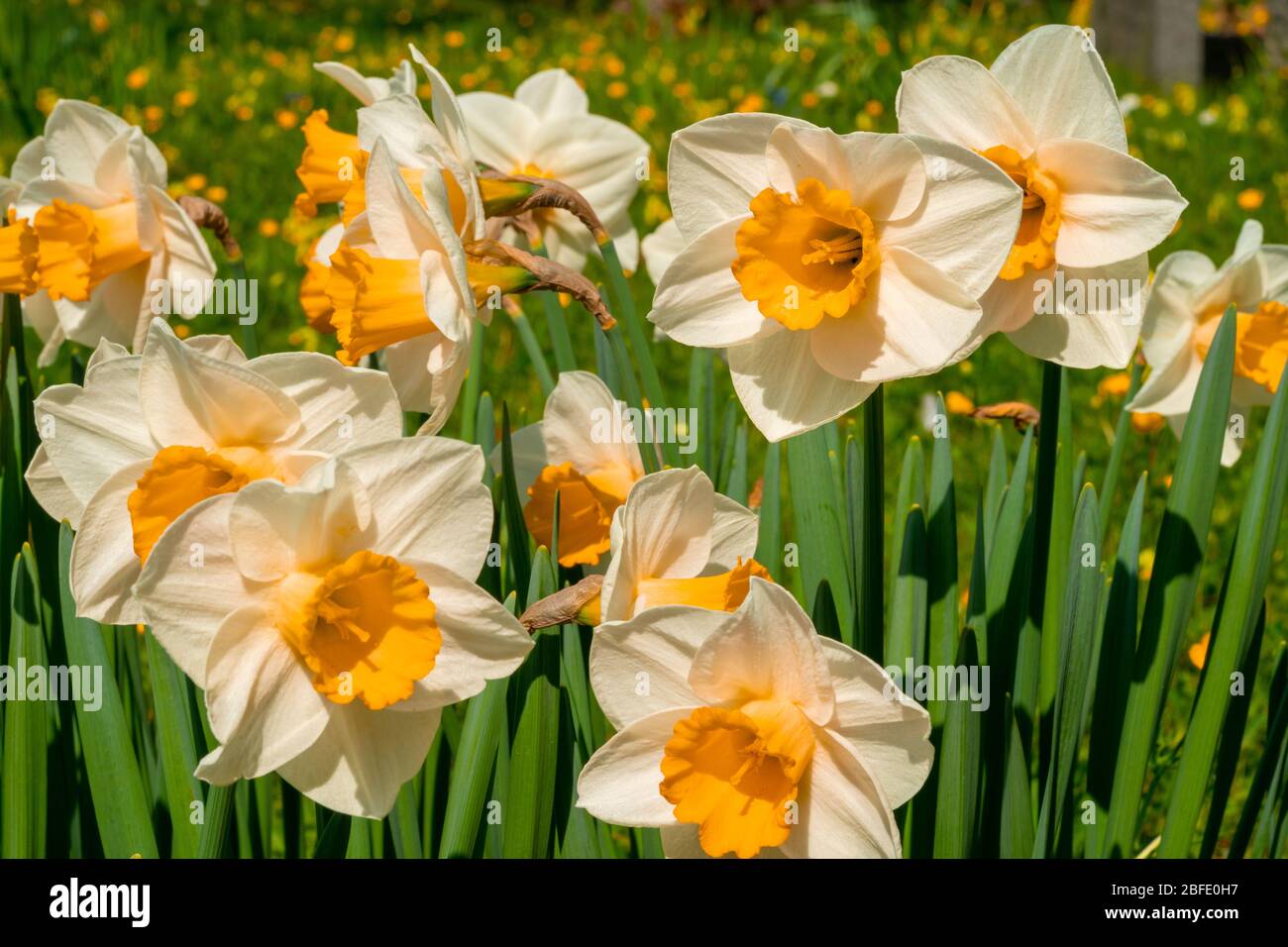 Are Dogs Allergic To Daffodils