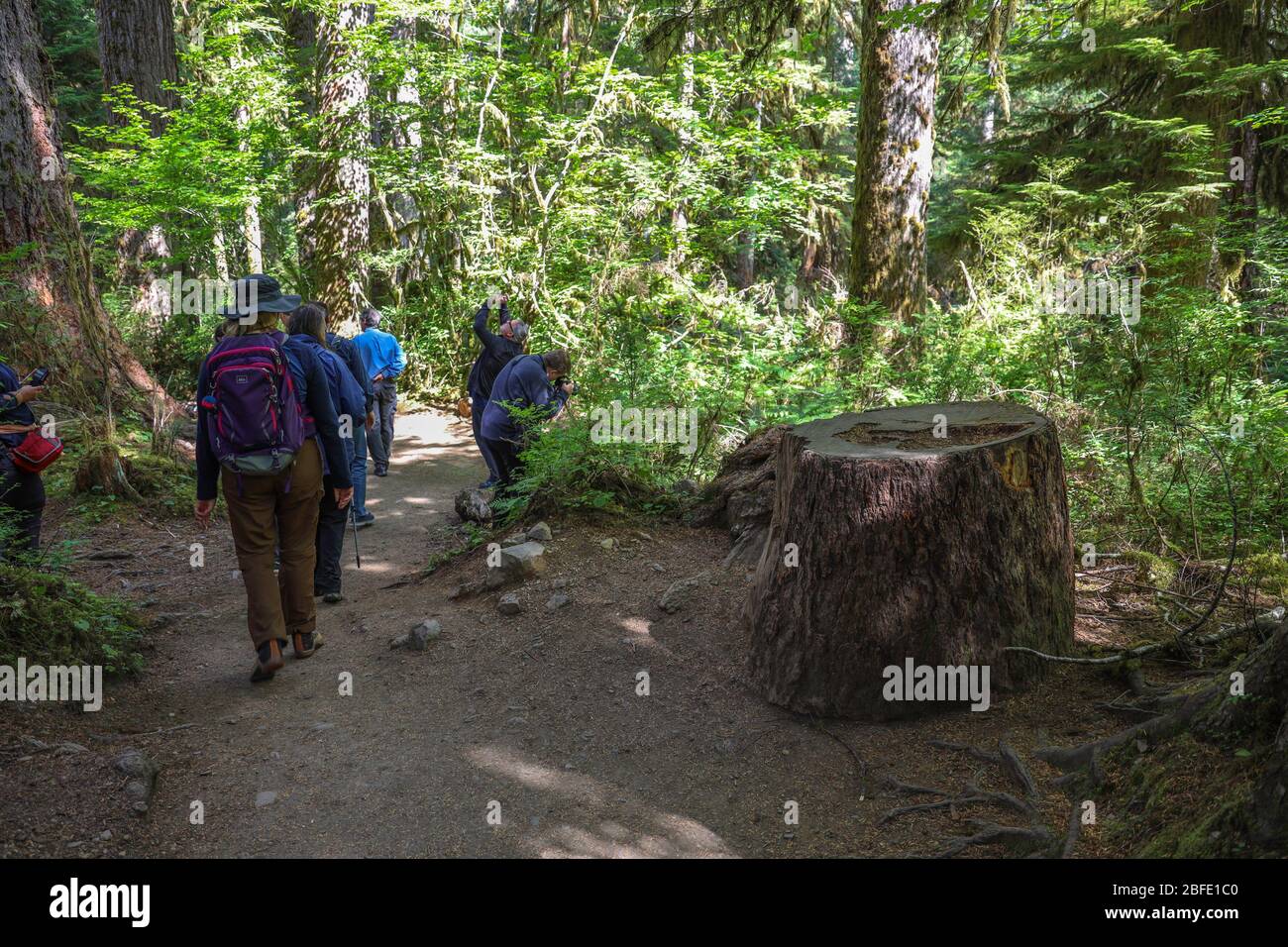 Hall of Mosses Olympic National Park A Haven of Natures Beauty
