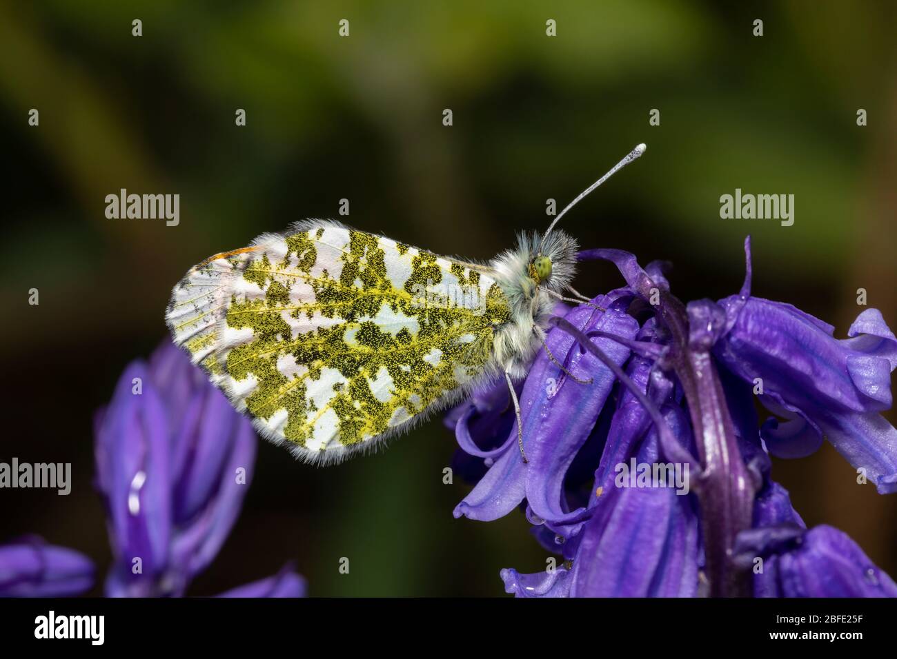Male Orange Tip butterfly at rest on Bluebells Stock Photo