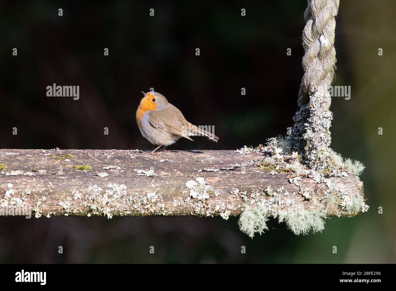 robin - Erithacus Rubecula - on old garden swing - UK Stock Photo