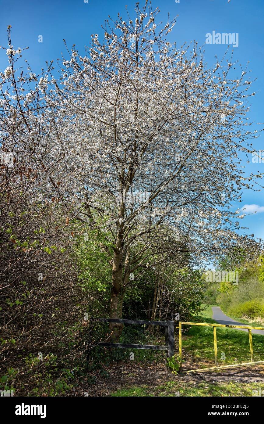 Flowering cherry tree. Stock Photo