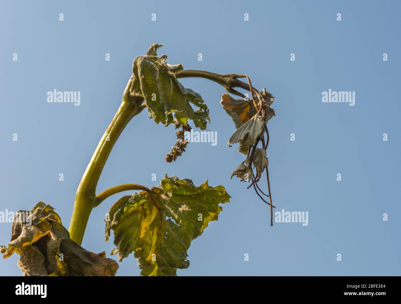 Heavily damaged grape foliage caused by a heavy unusual Spring freeze. Spring frost damage in vineyard- South Tyrol, Italy Stock Photo