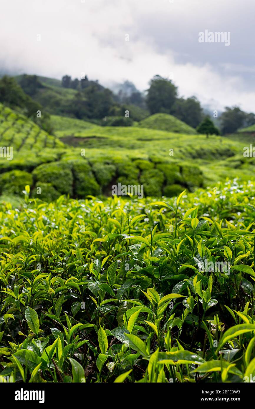 The beautiful rolling hills of the Cameron Highlands covered in tea plantation farms in South Malaysia. Stock Photo